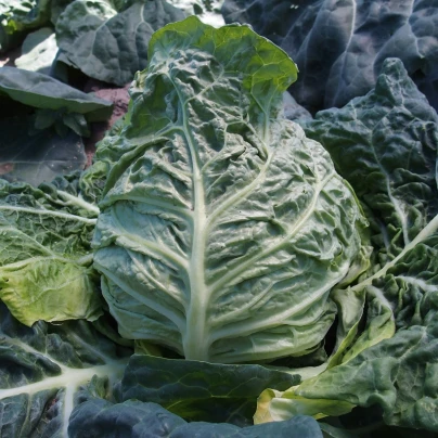 Kapusta raná žlutá - Brassica oleracea - semena - 150 ks
