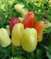 Paprika Boneta - Capsicum annuum - semena - 20 ks