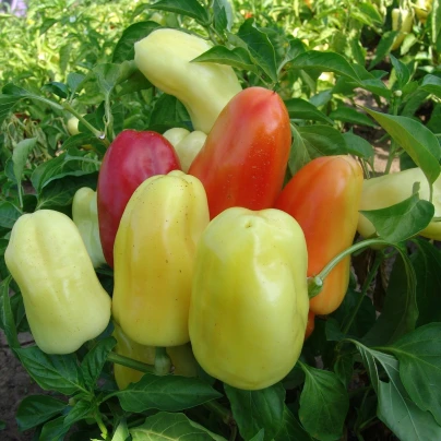 Paprika Boneta - Capsicum annuum - semena - 20 ks