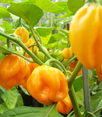 Chilli Scotch Bonnet oranžové - Capsicum chinense - semena - 6 ks