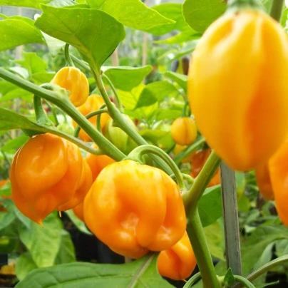 Chilli Scotch Bonnet oranžové - Capsicum chinense - semena - 6 ks