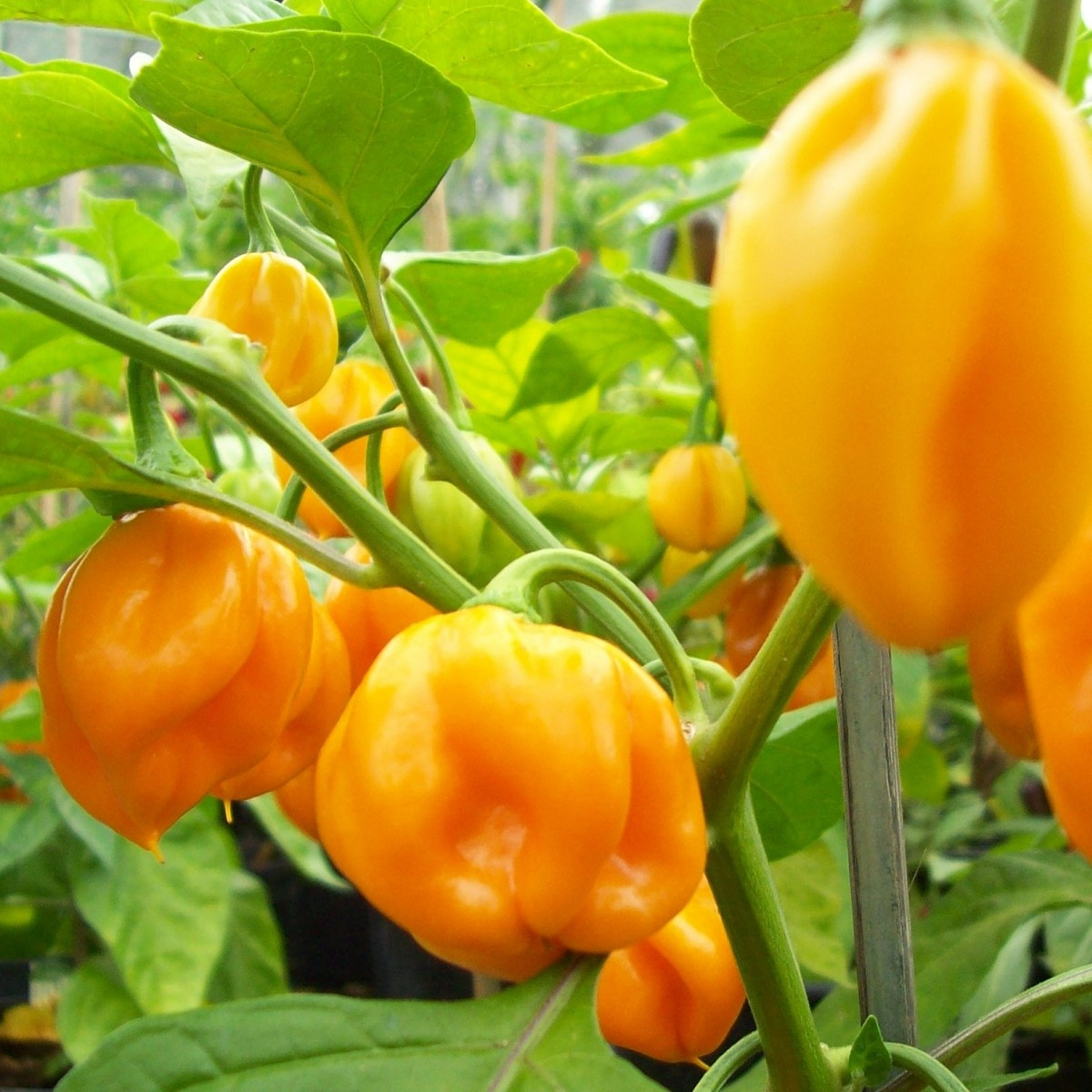 Chilli Scotch Bonnet oranžové - Capsicum chinense - semena - 6 ks