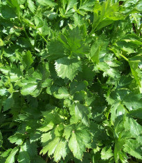Celer listový kadeřavý Pikant - Apium graveolens var. Secalinum - semena - 400 ks