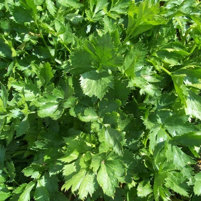 Celer listový kadeřavý Pikant - Apium graveolens var. Secalinum - semena - 400 ks