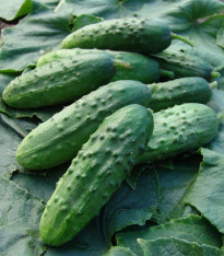 Okurka nakládačka Regina F1 - Cucumis sativus - semena - 20 ks