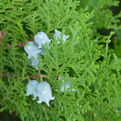 Túje orientální - Platycladus orientalis - semena - 20 ks