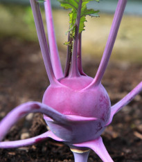 Kedluben raný modrý Purple vienna - Brassica oleracea - semena - 100 ks