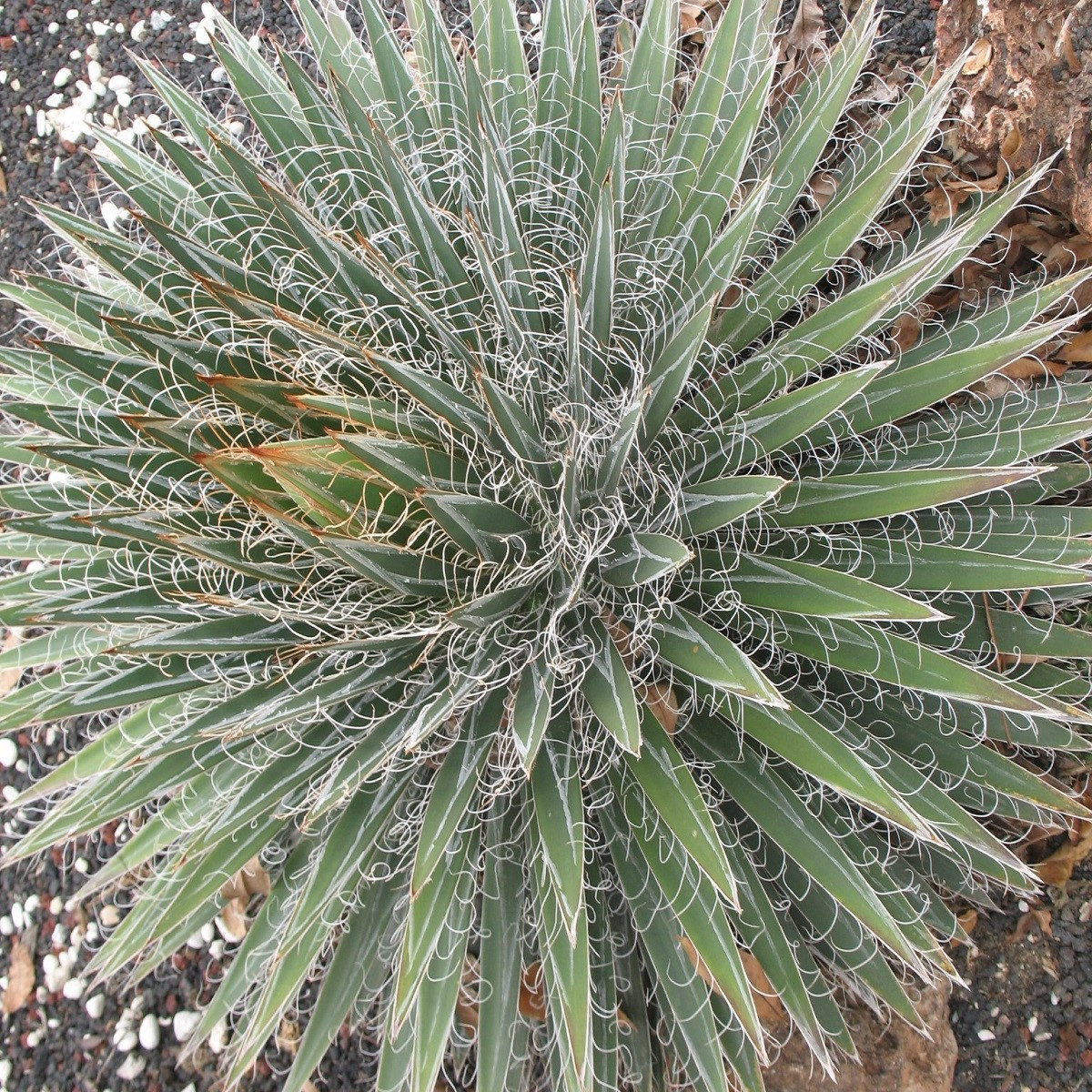 Agáve mexické - Agave filifera - semena - 7 ks