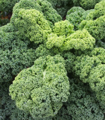 Kadeřávek Husar - Brassica oleracea L. - semena - 140 ks