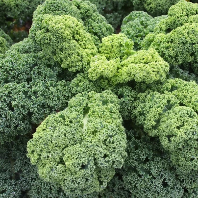 Kadeřávek Husar - Brassica oleracea L. - semena - 140 ks