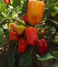 Paprika Citrina raná - Capsicum annum - semena - 40 ks