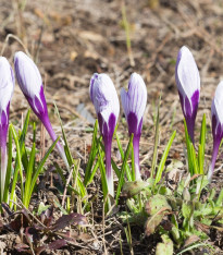 Krokus Striped Beauty - Crocus vernus - cibuloviny - 3 ks