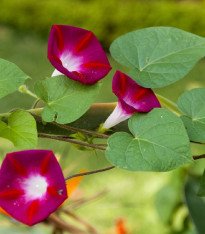 Povíjnice Scarlet O Hara - Ipomoea purpurea - semena - 25 ks