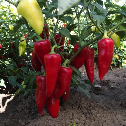 Paprika Sakura - Capsicum Annuum - semena - 30 ks