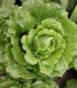 Salát římský Galander - Lactuca sativa var. romana gars - semena - 300 ks