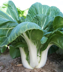 Zelí čínské Paket - Brassica chinensis - semena - 100 ks