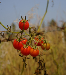 Semena rajčete – Rajče Bejbino F1 – Solanum lycopersicum