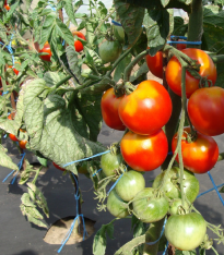 Rajče stupické polní rané - Solanum lycopersicum - semena - 35 ks