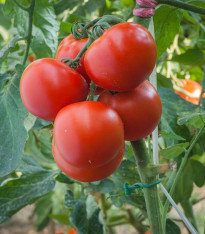Rajče Harzfeuer - Solanum lycopersicum - semena - 6 ks