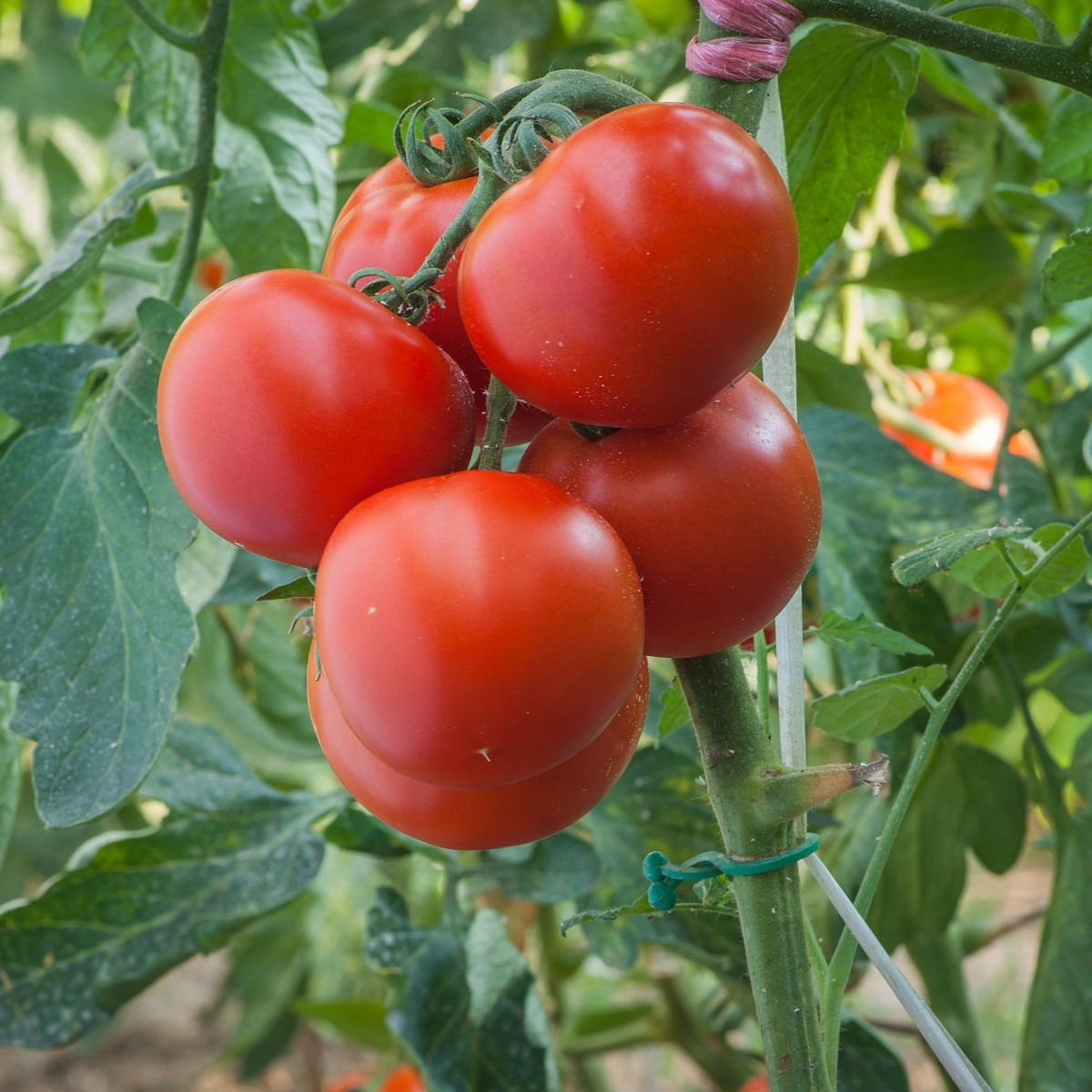 Semena rajčete – Rajče Harzfeuer F1 – Solanum lycopersicum