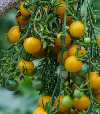 Rajče Golden Currant F1 - Solanum lycopersicum - semena - 5 ks