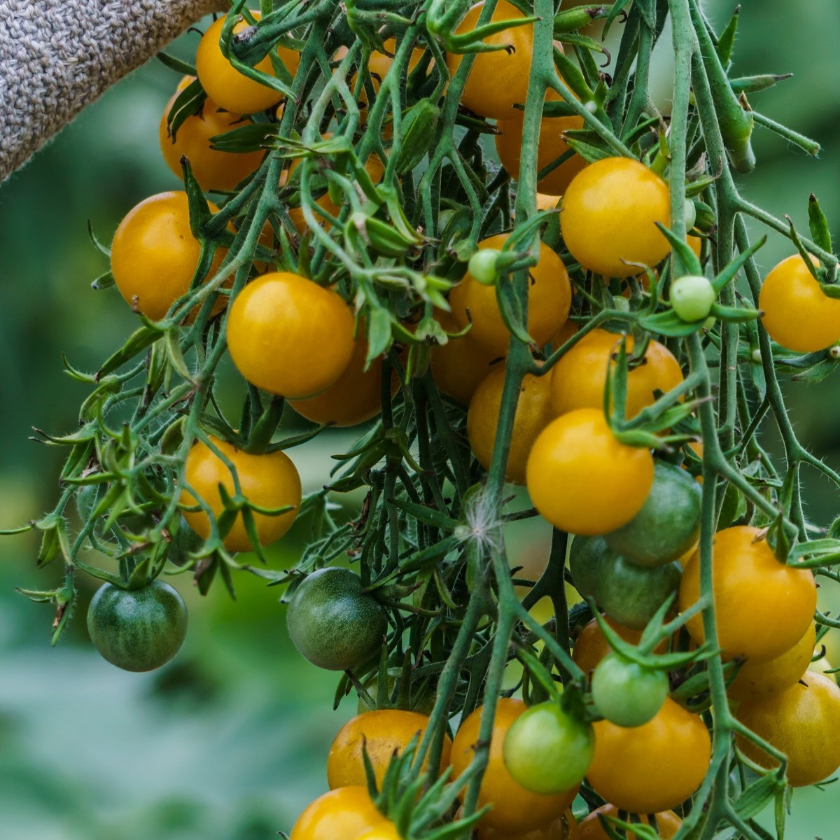 Rajče Golden Currant F1 - Solanum lycopersicum - semena - 5 ks