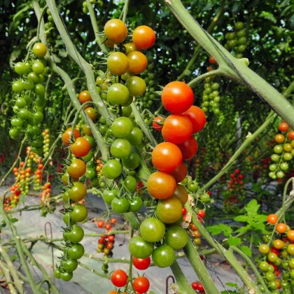 Rajče Cherolla F1 - Solanum lycopersicum - semena - 5 ks
