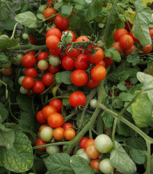 Semena rajčete – Rajče Bajaja – Solanum lycopersicum