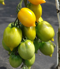 Rajče Citrina - Solanum lycopersicum - semena - 10 ks