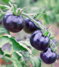 Rajče Indigo Rose - Solanum lycopersicum - semena - 7 ks