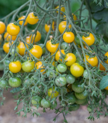 Semena rajčete – Převislé rajče Tom Yellow – Solanum lycopersicum