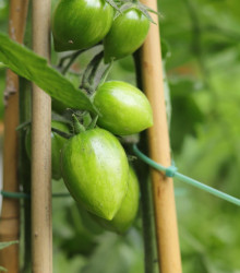 Rajče Artisan Green Tiger - Solanum lycopersicum - semena - 5 ks