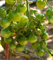 Semena rajčete – Rajče Limetto F1 – Solanum lycopersicum