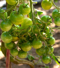 Rajče Limetto F1 - Solanum lycopersicum - semena - 5 ks