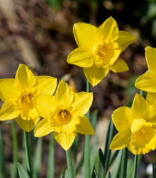 Narcis Carlton – Narcissus – cibulky narcisu