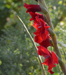 Mečík Nanus Mirella - Gladiolus - cibuloviny - 3 ks