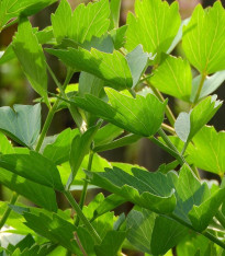 BIO Libeček - Levisticum officinale - bio semena - 120 ks