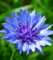 Semena chrpy – Chrpa modrá – Centaurea cyanus