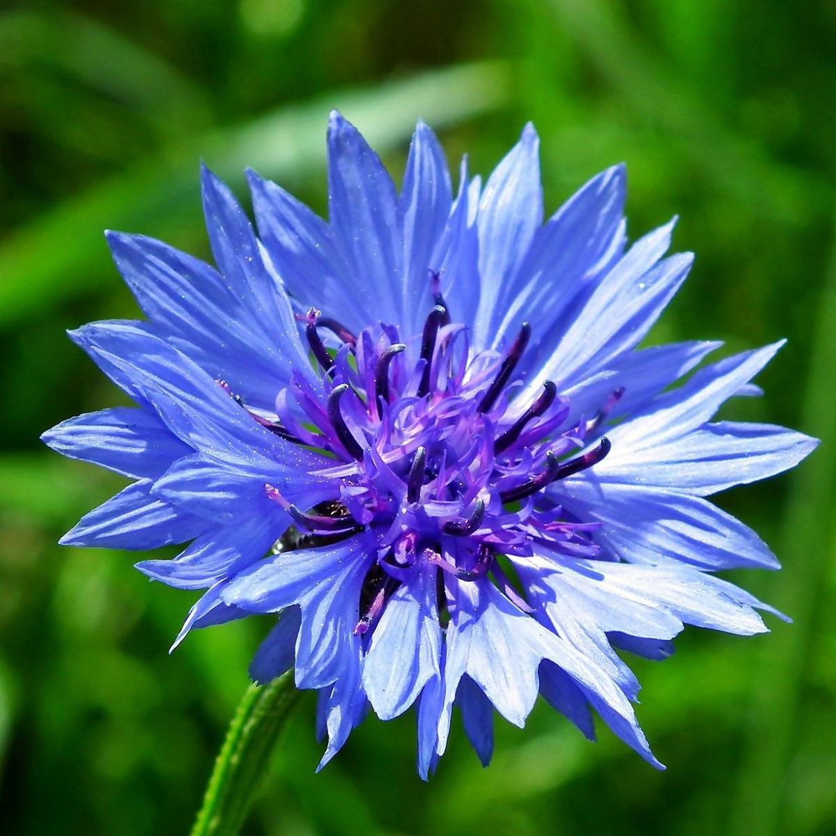 Chrpa modrá - Centaurea cyanus - semena - 30 ks