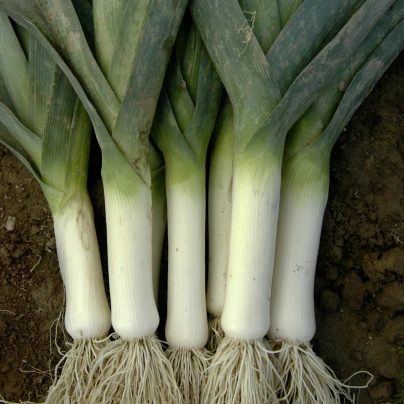 Pór zimní Winner - Allium porrum - semena - 300 ks