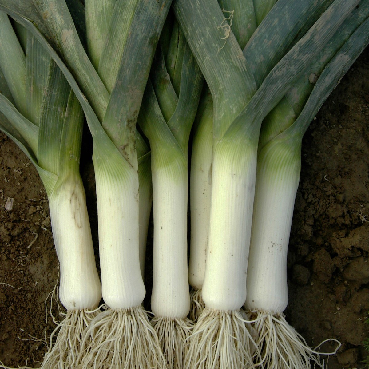 Pór zimní Winner - Allium porrum - semena - 300 ks