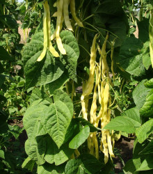 Semena fazole – Fazole pnoucí Goldmarie – Phaseolus vulgaris