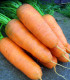 Mrkev Katrin - Daucus carota - semena - 500 ks