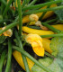 Cuketa Goldena - Cucurbita pepo - semena - 12 ks