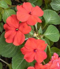 Netýkavka Accent červená F1 - Impatiens walleriana - semena - 20 ks