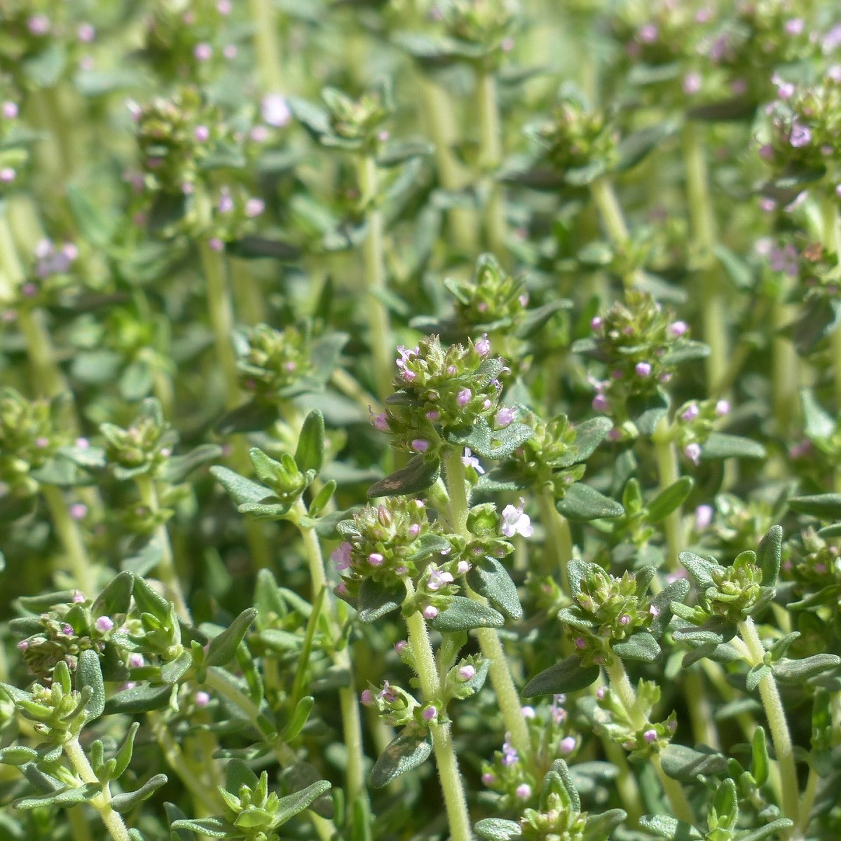 Tymián Orangelo - Thymus vulgaris - semena - 40 ks