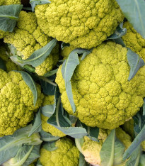 Květák Susana F1 - Brassica oleracea var botrytis - semena - 20 ks