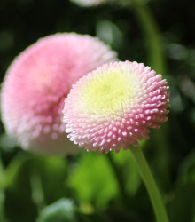 Sedmikráska chudobka Tasso růžová - Bellis perennis - semena - 50 ks