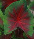Kaládium Freida Hemple - Caladium bicolor - cibuloviny - 1 ks