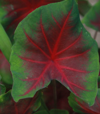 Kaládium Freida Hemple - Caladium bicolor - cibuloviny - 1 ks